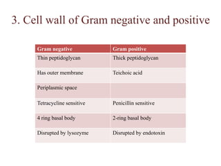 3. Cell wall of Gram negative and positive,[object Object]