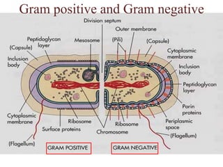 Gram positive and Gram negative,[object Object]
