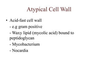 Atypical Cell Wall,[object Object],Acid-fast cell wall,[object Object],	- e.g gram positive,[object Object],	- Waxy lipid (mycolic acid) bound to  peptidoglycan,[object Object],	- Mycobacterium,[object Object],	- Nocardia,[object Object]