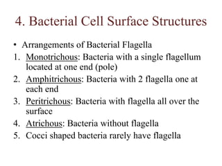 4. Bacterial Cell Surface Structures,[object Object],Arrangements of Bacterial Flagella,[object Object],Monotrichous: Bacteria with a single flagellum located at one end (pole),[object Object],Amphitrichous: Bacteria with 2 flagella one at each end,[object Object],Peritrichous: Bacteria with flagella all over the surface,[object Object],Atrichous: Bacteria without flagella,[object Object],Cocci shaped bacteria rarely have flagella,[object Object]