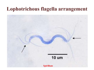 Lophotrichous flagella arrangement,[object Object],Spirillum,[object Object]