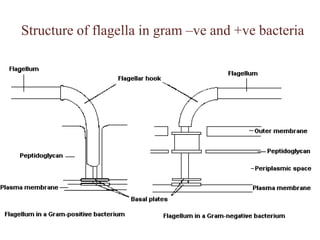 Structure of flagella in gram –ve and +ve bacteria,[object Object]