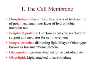 1. The Cell Membrane,[object Object],Phospholipidbilayer: 2 surface layers of hydrophilic of polar head and inner layer of hydrophobic nonpolar tail.,[object Object],Peripheral proteins: Function as enzyme scaffold for support and mediator for cell movement,[object Object],Integral proteins: disrupting lipid bilayer. Other types known as transmembrane protein,[object Object],Glycoprotein: protein attached to the carbohydrate,[object Object],Glycolipid: Lipid attached to carbohydrate,[object Object]