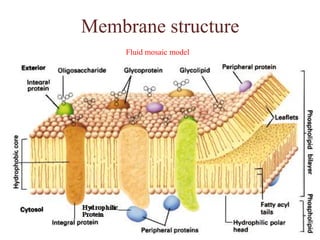 Membrane structure,[object Object],Fluid mosaic model,[object Object]