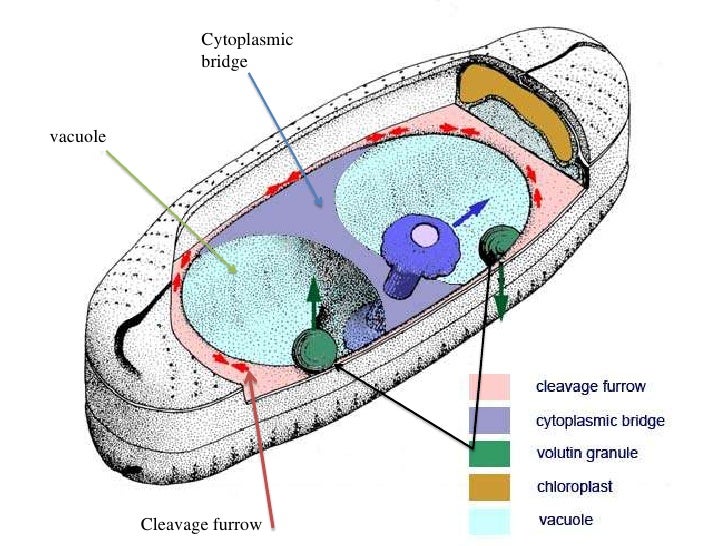 3 morphology & cell biology of bacteria (2)