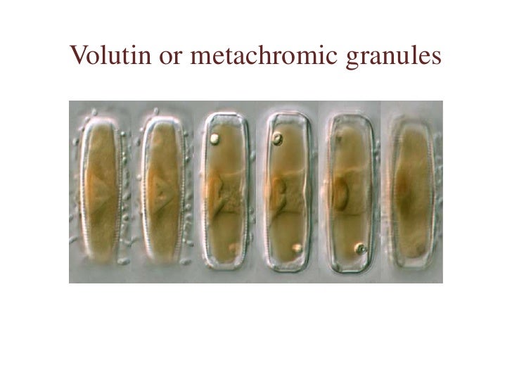 3 morphology & cell biology of bacteria (2)