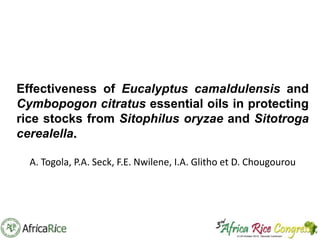 Effectiveness of Eucalyptus camaldulensis and
Cymbopogon citratus essential oils in protecting
rice stocks from Sitophilus oryzae and Sitotroga
cerealella.
A. Togola, P.A. Seck, F.E. Nwilene, I.A. Glitho et D. Chougourou

 