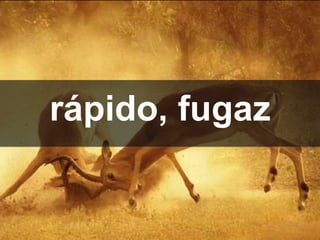 rápido, fugaz
 