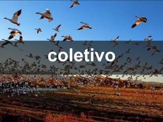 coletivo
 