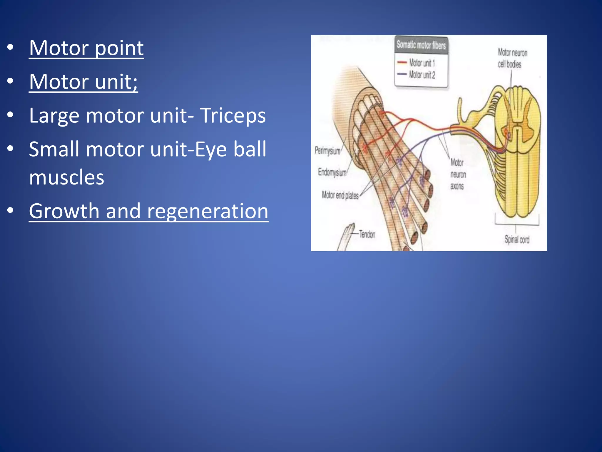 3 - Muscle.pptx