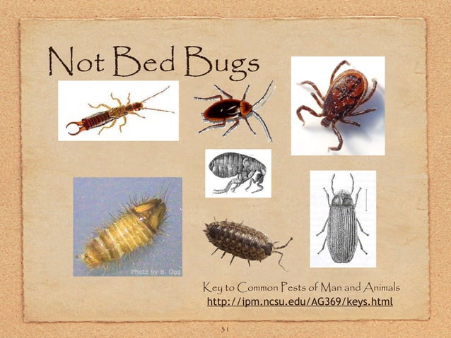 GA bed bugs | PPT