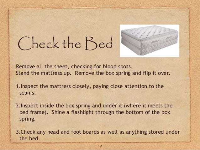 ga bed bugs small blood spots on sheets