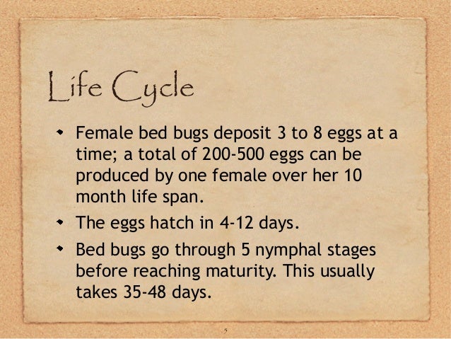 bed bug life span