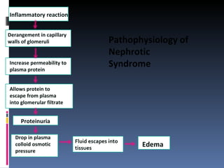 Inflammatory reaction Derangement in capillary walls of glomeruli Increase permeability to plasma protein Proteinuria  Allows protein to escape from plasma into glomerular filtrate  Drop in plasma colloid osmotic pressure  Fluid escapes into tissues Edema   Pathophysiology of Nephrotic Syndrome 