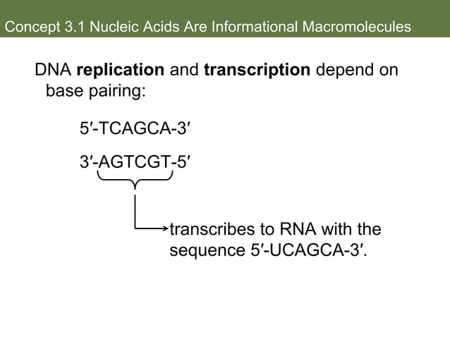 3-+Nucleic+Acids,+Proteins+and+Enzymes.ppt