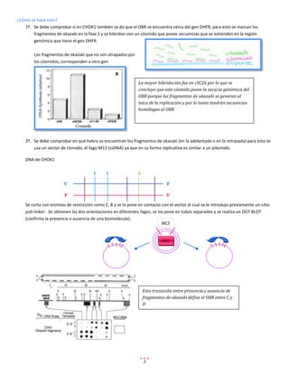 ¿Cómo se hace esto?
   1º. Se debe comprobar si en CHOK1 también se da que el OBR se encuentra cerca del gen DHFR, para esto se marcan los
       fragmentos de okazaki en la fase S y se hibridan con un cósmido que posee secuencias que se extienden en la región
       genómica que tiene el gen DHFR.

        Los fragmentos de okazaki que no son atrapados por
        los cósmidos, corresponden a otro gen



                                                               La mayor hibridación fue en cSC26 por lo que se
                                                               concluyo que este cósmido posee la secucia genómica del
                                                               OBR porque los fragmentos de okazaki se generan al
                                                               inico de la replicación y por lo tanto tendrán secuencias
                                                               homólogas al OBR




    2º. Se debe comprobar en qué hebra se encuentran los fragmentos de okazaki (en la adelantada o en la retrasada) para esto se
        usa un vector de clonado, el fago M13 (ssDNA) ya que en su forma replicativa es similar a un plásmido.

    DNA de CHOK1

                                        E     E                B

                        5’                                                     3’

                        3’                                                     5’

    Se corta con enzimas de restricción como E, B y se lo pone en contacto con el vector al cual se le introdujo previamente un sitio
    poli-linker. Se obtienen las dos orientaciones en diferentes fagos, se los pone en tubos separados y se realiza un DOT BLOT
    (confirma la presencia o ausencia de una biomolécula).
                                                                             MCS


                                                                            M13




                                                                   Esta transición entre presencia y ausencia de
                                                                   fragmentos de okazaki define el OBR entre C y
                                                                   D




                                                                   3
 