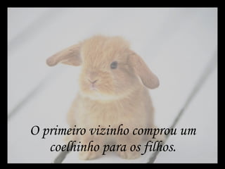 O primeiro vizinho comprou um coelhinho para os filhos. 