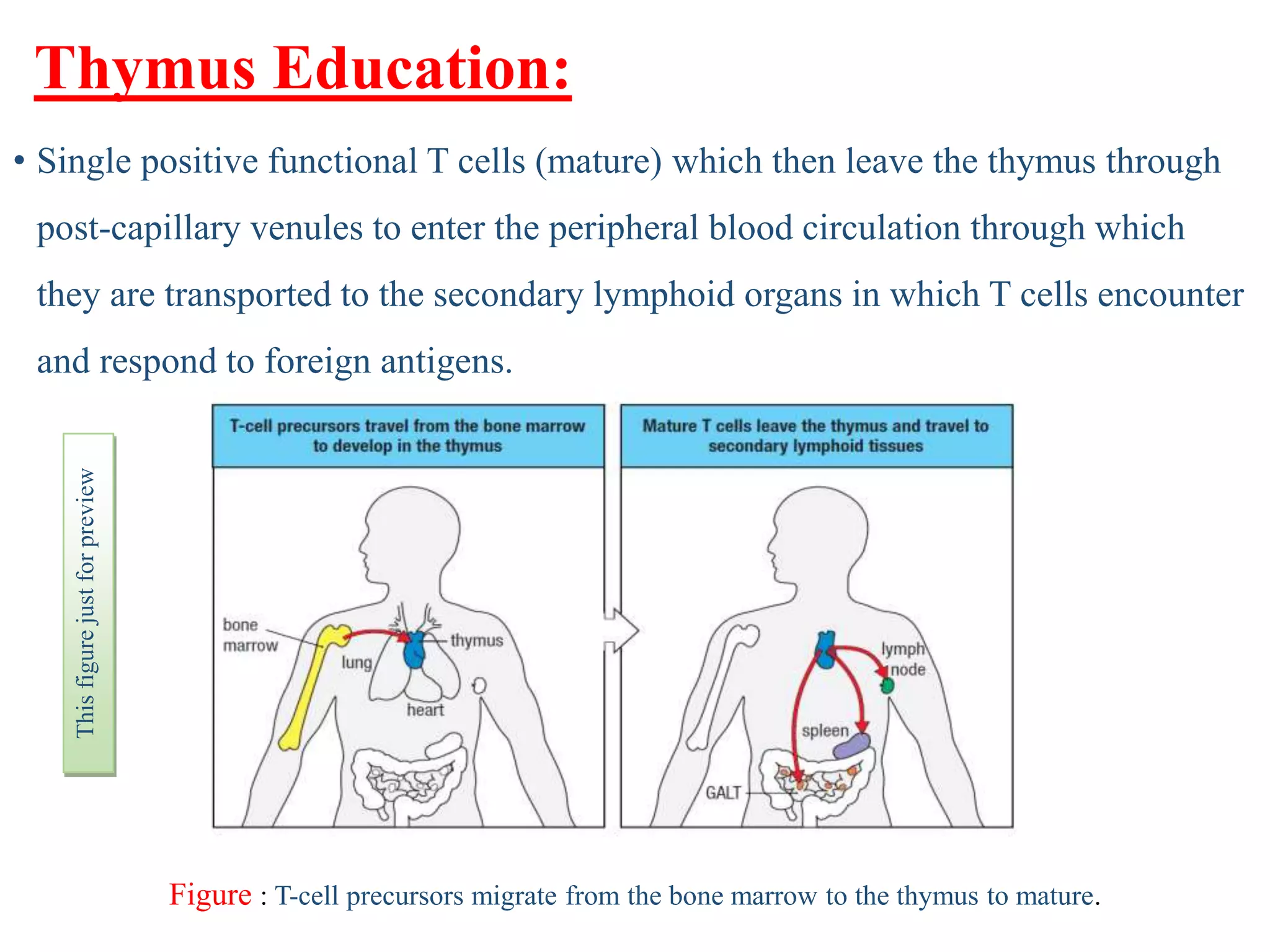 Organs of the Immune system | PPT