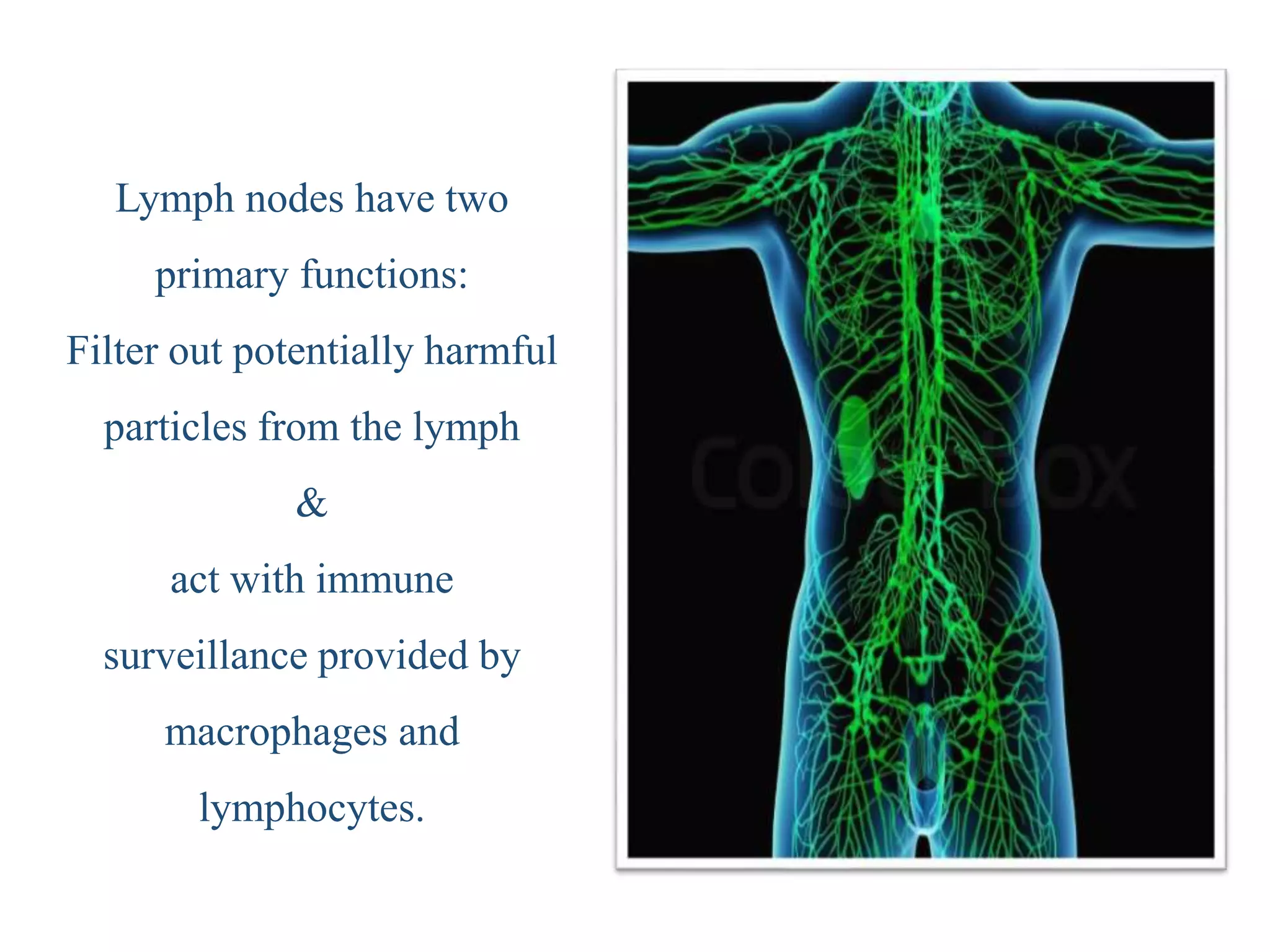 Organs of the Immune system | PPT