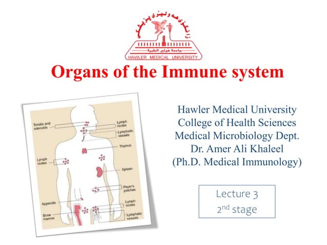 Organs of the Immune system | PPT