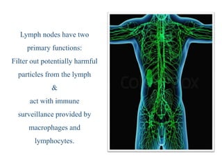Organs of the Immune system | PPT