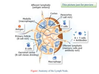 Organs of the Immune system | PPT