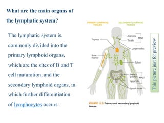 Organs of the Immune system | PPT