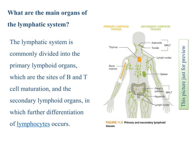 Organs of the Immune system | PPT