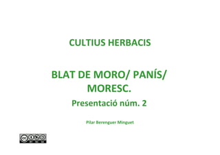 CULTIUS HERBACIS
BLAT DE MORO/ PANÍS/
MORESC.
Presentació núm. 2
Pilar Berenguer Minguet
 