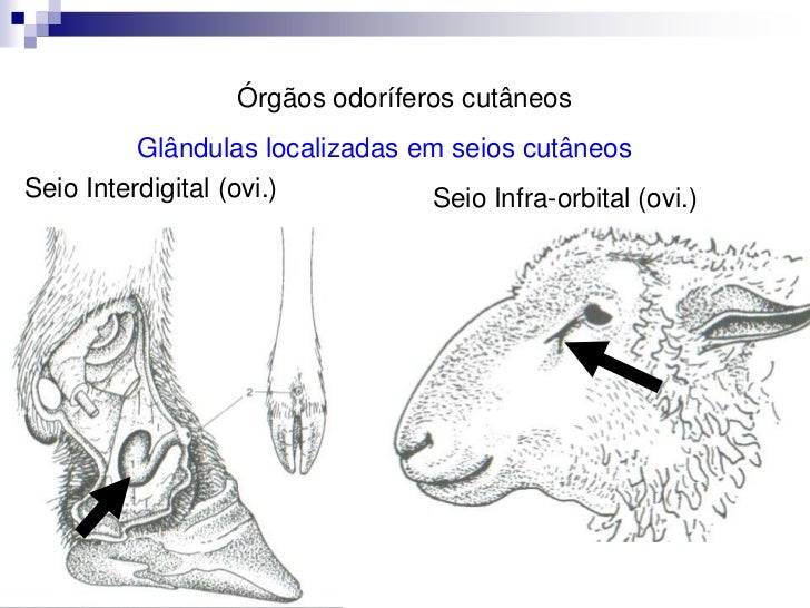Aula 3 Anatomia Pele e Anexos