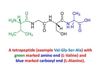 A tetrapeptide (example Val-Gly-Ser-Ala) with
green marked amino end (L-Valine) and
blue marked carboxyl end (L-Alanine).

 