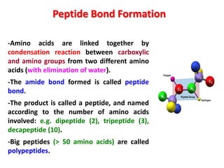 Peptide Bond Formation
-Amino acids are linked together by
condensation reaction between carboxylic
and amino groups from two different amino
acids (with elimination of water).
-The amide bond formed is called peptide
bond.
-The product is called a peptide, and named
according to the number of amino acids
involved: e.g. dipeptide (2), tripeptide (3),
decapeptide (10).
-Big peptides (> 50 amino acids) are called
polypeptides.

 