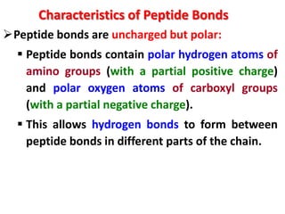 Characteristics of Peptide Bonds
Peptide bonds are uncharged but polar:
 Peptide bonds contain polar hydrogen atoms of
amino groups (with a partial positive charge)
and polar oxygen atoms of carboxyl groups
(with a partial negative charge).
 This allows hydrogen bonds to form between
peptide bonds in different parts of the chain.

 