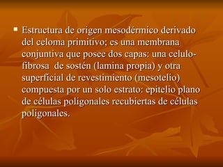 Estructura de origen mesodérmico derivado del celoma primitivo; es una membrana conjuntiva que posee dos capas: una celulo- fibrosa  de sostén (lamina propia) y otra superficial de revestimiento (mesotelio) compuesta por un solo estrato: epitelio plano de células poligonales recubiertas de células poligonales. 
