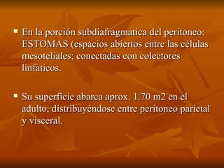 En la porción subdiafragmatica del peritoneo: ESTOMAS (espacios abiertos entre las células mesoteliales; conectadas con colectores linfaticos. Su superficie abarca aprox. 1.70 m2 en el adulto, distribuyéndose entre peritoneo parietal y visceral. 