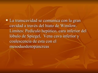La transcavidad se comunica con la gran cavidad a través del hiato de Winslow. Limites: Pediculo hepático, cara inferior del lóbulo de Spiegel,  Vena cava inferior y coalescencia de esta con el mesoduodenopáncreas 