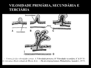 VILOSIDADE PRIMÁRIA, SECUNDÁRIA E TERCIÁRIA 