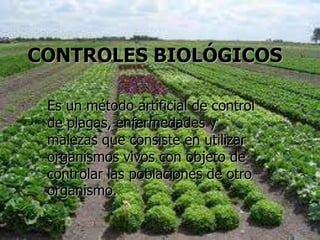 CONTROLES BIOLÓGICOS

 Es un método artificial de control
 de plagas, enfermedades y
 malezas que consiste en utilizar
 organismos vivos con objeto de
 controlar las poblaciones de otro
 organismo.
 
