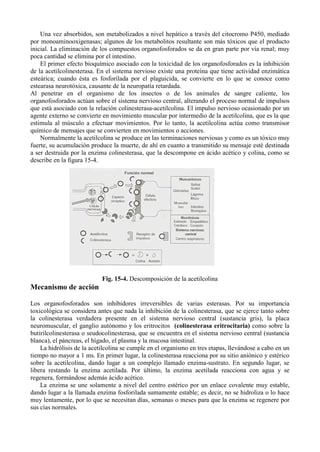 Una vez absorbidos, son metabolizados a nivel hepático a través del citocromo P450, mediado
por monoaminooxigenasas; algunos de los metabolitos resultante son más tóxicos que el producto
inicial. La eliminación de los compuestos organofosforados se da en gran parte por vía renal; muy
poca cantidad se elimina por el intestino.
    El primer efecto bioquímico asociado con la toxicidad de los organofosforados es la inhibición
de la acetilcolinesterasa. En el sistema nervioso existe una proteína que tiene actividad enzimática
esteárica; cuando ésta es fosforilada por el plaguicida, se convierte en lo que se conoce como
estearasa neurotóxica, causante de la neuropatía retardada.
Al penetrar en el organismo de los insectos o de los animales de sangre caliente, los
organofosforados actúan sobre el sistema nervioso central, alterando el proceso normal de impulsos
que está asociado con la relación colinesterasa-acetilcolina. El impulso nervioso ocasionado por un
agente externo se convierte en movimiento muscular por intermedio de la acetilcolina, que es la que
estimula al músculo a efectuar movimientos. Por lo tanto, la acetilcolina actúa como transmisor
químico de mensajes que se convierten en movimientos o acciones.
    Normalmente la acetilcolina se produce en las terminaciones nerviosas y como es un tóxico muy
fuerte, su acumulación produce la muerte, de ahí en cuanto a transmitido su mensaje esté destinada
a ser destruida por la enzima colinesterasa, que la descompone en ácido acético y colina, como se
describe en la figura 15-4.




                            Fig. 15-4. Descomposición de la acetilcolina
Mecanismo de acción

Los organofosforados son inhibidores irreversibles de varias esterasas. Por su importancia
toxicológica se considera antes que nada la inhibición de la colinesterasa, que se ejerce tanto sobre
la colinesterasa verdadera presente en el sistema nervioso central (sustancia gris), la placa
neuromuscular, el ganglio autónomo y los eritrocitos (colinesterasa eritrocitaria) como sobre la
butirilcolinesterasa o seudocolinesterasa, que se encuentra en el sistema nervioso central (sustancia
blanca), el páncreas, el hígado, el plasma y la mucosa intestinal.
    La hidrólisis de la acetilcolina se cumple en el organismo en tres etapas, llevándose a cabo en un
tiempo no mayor a 1 ms. En primer lugar, la colinesterasa reacciona por su sitio aniónico y estérico
sobre la acetilcolina, dando lugar a un complejo llamado enzima-sustrato. En segundo lugar, se
libera restando la enzima acetilada. Por último, la enzima acetilada reacciona con agua y se
regenera, formándose además ácido acético.
    La enzima se une solamente a nivel del centro estérico por un enlace covalente muy estable,
dando lugar a la llamada enzima fosforilada sumamente estable; es decir, no se hidroliza o lo hace
muy lentamente, por lo que se necesitan días, semanas o meses para que la enzima se regenere por
sus cías normales.
 