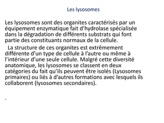 Les lysosomes
Les lysosomes sont des organites caractérisés par un
équipement enzymatique fait d’hydrolase spécialisée
dans la dégradation de différents substrats qui font
partie des constituants normaux de la cellule.
La structure de ces organites est extrêmement
différente d’un type de cellule à l’autre ou même à
l’intérieur d’une seule cellule. Malgré cette diversité
anatomique, les lysosomes se classent en deux
catégories du fait qu’ils peuvent être isolés (Lysosomes
primaires) ou liés à d’autres formations avec lesquels ils
collaborent (lysosomes secondaires).
.
 
