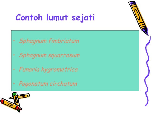 3. plantae