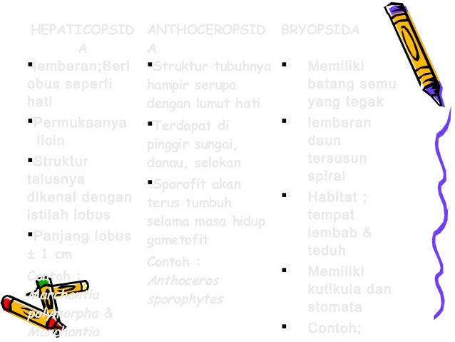 3. plantae