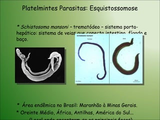 Platelmintes Parasitas: Esquistossomose * Schistosoma mansoni –  trematódeo – sistema porta-hepático: sistema de veias que conecta intestino, fígado e baço. *  Área endêmica no Brasil: Maranhão à Minas Gerais. * Oreinte Médio, África, Antilhas, América do Sul... (Local onde encontram-se os principais focos) 