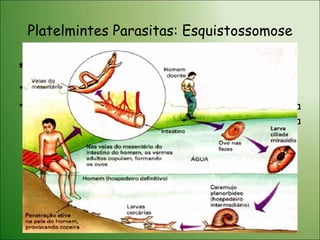 Platelmintes Parasitas: Esquistossomose *  Ciclo de Vida: Caramujo de água doce:  Biomphalaria sp. Humanos – elimina ovos pelas fezes. Em contato com a água, ovos se rompem e liberam larva ciliada ( miracídio ).  