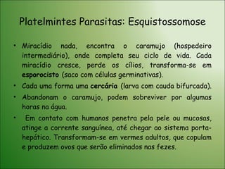Platelmintes Parasitas: Esquistossomose Miracídio nada, encontra o caramujo (hospedeiro intermediário), onde completa seu ciclo de vida. Cada miracídio cresce, perde os cílios, transforma-se em  esporocisto  (saco com células germinativas).  Cada uma forma uma  cercária  (larva com cauda bifurcada).  Abandonam o caramujo, podem sobreviver por algumas horas na água. Em contato com humanos penetra pela pele ou mucosas, atinge a corrente sanguínea, até chegar ao sistema porta-hepático. Transformam-se em vermes adultos, que copulam e produzem ovos que serão eliminados nas fezes. 