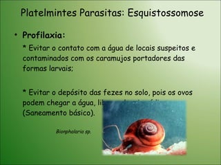 Profilaxia: * Evitar o contato com a água de locais suspeitos e contaminados com os caramujos portadores das formas larvais; * Evitar o depósito das fezes no solo, pois os ovos podem chegar a água, liberando miracídios. (Saneamento básico). Platelmintes Parasitas: Esquistossomose Bionphalaria sp. 