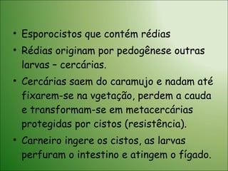 Esporocistos que contém rédias Rédias originam por pedogênese outras larvas – cercárias. Cercárias saem do caramujo e nadam até fixarem-se na vgetação, perdem a cauda e transformam-se em metacercárias protegidas por cistos (resistência). Carneiro ingere os cistos, as larvas perfuram o intestino e atingem o fígado. 