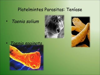 Platelmintes Parasitas: Teníase Taenia solium  Taenia saginata 