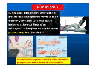 comprehensive-overview-of-plexus-brachialis-anatomy-and-injuries-pdf