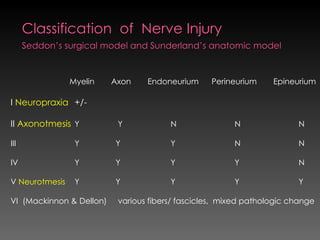Nerve Injuries Classification 3. pns injury_._ | PPT